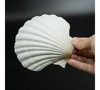 15 PCS 3.5-4 inch Large Scallop Shells Baking Sea Shells Large Natural White Scallop Shell From Sea Beach For DIY Craft Decor