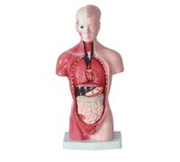 15 Pcs Removable Human Torso Anatomy Model with Heart Head Skull Brain Skeleton Learn Educational Display.A