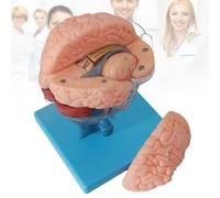 15-Piece Detachable Human Brain Model, Life Size Brain Anatomy Demonstration for Study Classroom Display Teaching Neurology