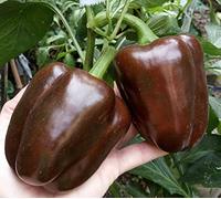 15 Seed of Chocolate Sweet Pepper