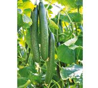 15 Seed of Cucumber Chinese Slangen