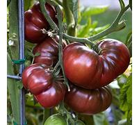 15 SEEED Black Russian Tomato