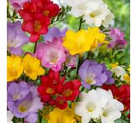 15 x Freesia Single Mixed - Bright & Colourful Blooms - Exquisitely Scented, Long-Lasting Flowers - Perennial - for Your Beautiful Garden