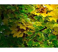 1500 Piece Challenge Jigsaw Puzzle for Adults And Kids Age 14 Years Up - Leaves autumn green 87x57cm