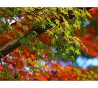 1500 Piece Fun Jigsaw Puzzles for Adults - Maple leaves branches 87x57cm