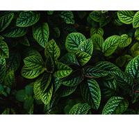1500 Piece Jigsaw Puzzle for Adults & Kids Age 14 Years Up - Leaves green bushes 87x57cm