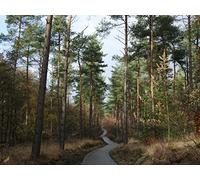 1500 Piece Jigsaw Puzzles Family Activity Jigsaw Puzzles Educational Games - forests trees pathway 87x57cm