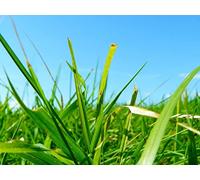 1500 Piece Jigsaw Puzzles for Adults - Grass greens summer 87x57cm