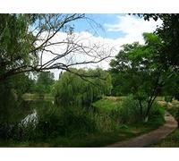 1500 Piece Jigsaw Puzzles for Adults Kids - River willows footpath 87x57cm