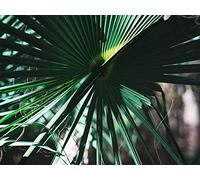 1500 Piece Jigsaw Puzzles for Adults - Leaves plant green 87x57cm