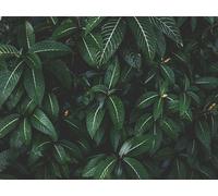 1500 Piece Jigsaw Puzzles for Adults - Plant leaves green 87x57cm