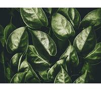 1500 Pieces Family Fun Jigsaws Puzzles for Adults Gifts - Leaves plant green 87x57cm