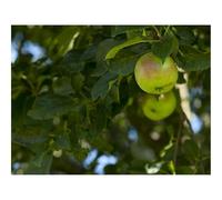 1500 Pieces Jigsaw Puzzles - Family Puzzle Game Gifts-Apples,fruit,branches 87x57cm