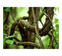 1500 Pieces Jigsaw Puzzles - Family Puzzle Game Gifts-Branches,Tree,Twisting,Chains,Old 87x57cm