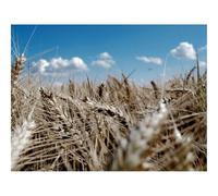 1500 Pieces Jigsaw Puzzles - Family Puzzle Game Gifts-Ears,Sky,Azure,Wheat 87x57cm