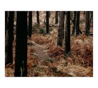 1500 Pieces Jigsaw Puzzles - Family Puzzle Game Gifts-forests,Trees,Fern,Path,Nature 87x57cm