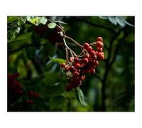 1500 Pieces Jigsaw Puzzles - Family Puzzle Game Gifts-Mountain Ash,Cobweb,Branch 87x57cm