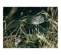 1500 Pieces Jigsaw Puzzles - Family Puzzle Game Gifts-Spider Web,Grass,Drops,Dew 87x57cm