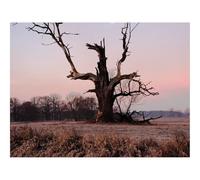 1500 Pieces Jigsaw Puzzles - Family Puzzle Game Gifts-Tree,Branches,Grass,Dry,River,Autumn 87x57cm
