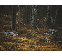 1500 Pieces Jigsaw Puzzles for Adults And Children,14 Years Old And Up - forests trees stones 87x57cm