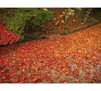 1500 Pieces Jigsaw Puzzles for Adults Difficult Hard Jigsaw Puzzles for Women Men - Leaves fallen fall 87x57cm