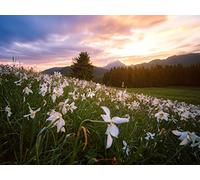 1500 Pieces Puzzles for Teenagers Gifts -Relax Puzzles Games - Lawn flowers mountains 87x57cm