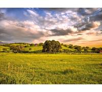 1500 Pieces Puzzles for Teenagers Gifts -Relax Puzzles Games - Plain greens sun 87x57cm
