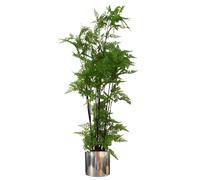 Leaf 150Cm Artificial Natural Moss Base Fern Foliage Plant With Silver Metal Plater, Green