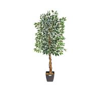 (150cm) Christow Artificial Variegated Ficus Tree