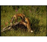 159013 Red Foxes kits Playing A4 Photo Poster Print 10x8