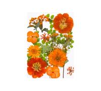 15Pcs Dried Pressed Flower For Resin Molds Natural Dry Flower Leaves For Art Craft Scrapbooking Jewelry Making Pressed Flowers