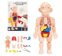 15Pcs Montessori Toys Children Science Education Human Body Organ Anatomy Model DIY Assembled Medical Toys Teaching Tools