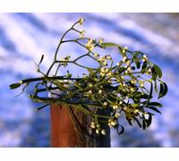 15x Real Fresh Mistletoe Real Sprigs. Includes Ribbon to decorate.