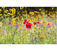 16.000 seeds of Meadow Floral Mix