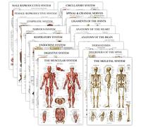 16 Pack - Anatomical Posters - Laminated - Muscular, Skeletal, Digestive, Respiratory, Circulatory, Endocrine, Lymphatic, Male & Female, Nervous, Spinal Nerves, Anatomy Charts - 18" x 24"