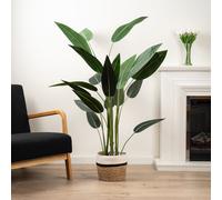 160Cm Bird Of Paradise Tree Scottish Everlastings Ltd Green One Size