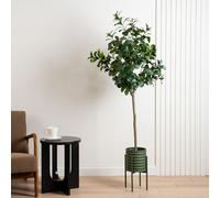160cm Peperomia Tree KD Scottish Everlastings Ltd Green One Size