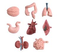 16PCS Mini Human Body Model,Miniatures Body Parts Anatomy Sets,3D Model Study Tools Kit for Anatomy Physiology Study Tools for Learning