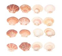 16Pcs Natural Scallop Shells 4-4.7 Inch Large Sea Shells for Crafts DIY Painting with Unique Grain Color and Shape, Bulk Flat Scallop Shell and Giant Clam Shell to Make Seashell Wind Chime Artwork