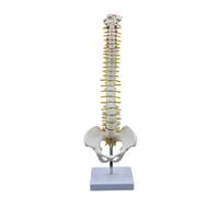 17.7Inch Human Spine Bone Model Shows Herniated Disk Pelvis Femur with Display Stand for Anatomy Study Medical Report Spine Bone Model