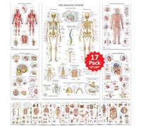 17 Human Anatomy Posters for Walls 18x30 - Medical Posters - Anatomy Charts