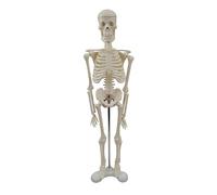 17 ” Human Skeleton Model with Movable Arms and Legs, Scientific Study Basic Detail of Human Skeletal Educational Anatomy