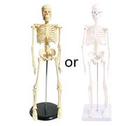 17 Inch Human Skeleton Anatomy Model Science Classroom Body Skeleton Model Tool Scientific Teaching Learning