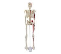 17 Inch Human Skeleton Anatomy Model Science Classroom Body Tool Scientific Teaching Learning Colored Human for Kids Medical for Medical Study Display Students