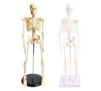 17 Inch Human Skeleton Anatomy Model Science Classroom Body Tool Scientific Teaching Learning Human for Anatomy Small Medical Studies