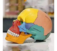 17-Piece Scientific Human Anatomy 1:1 Didactic Model Skulls Anatomy Coloured Bones Adult-Skull Pvc For Basic Educational Demonstration In Anatomy 14.6 X 10.2 X 8.7 Cm