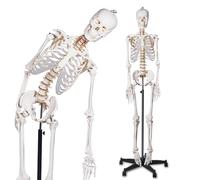 170cm Flexible Human Skeleton Model for Anatomy Life Size,1pcs