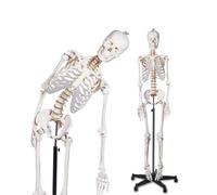 170cm Flexible Human Skeleton Model Life Size