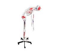 170cm Full Size Human Skeleton Anatomy Model with Flexible Spine & Roller Base