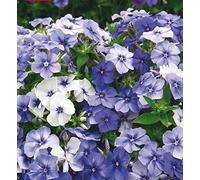 175 Seeds of Flower Phlox Moody Blues